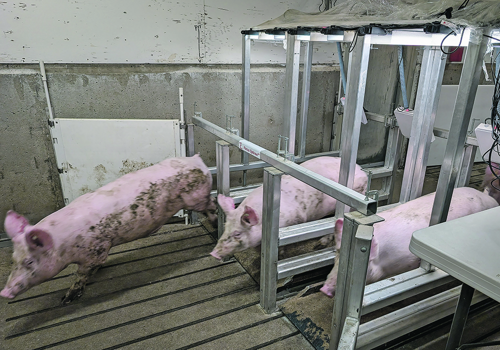 Pigs run through the weighing station during a demonstration at the Glenlea Research Station. | Geralyn Wichers photo