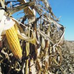 Farmers need to do research, discuss seed options and consult advisers when making selections that will match their management style. | File photo
