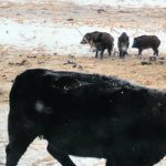 Cattle come face to face with wild pigs. Such interactions pose a potential risk for disease to infect livestock, experts warn. | Squeal on Pigs photo
