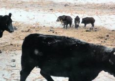 Cattle come face to face with wild pigs. Such interactions pose a potential risk for disease to infect livestock, experts warn. | Squeal on Pigs photo