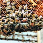 The idea that producing more queen bees and nucleus colonies in Canada will reduce the number of planes in the air is far-fetched. | File photo