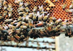 The idea that producing more queen bees and nucleus colonies in Canada will reduce the number of planes in the air is far-fetched. | File photo