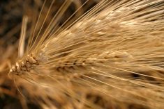 Turkish and Russian exports are down significantly compared to last marketing year, according to Carlotta De Pasquale, market intelligence officer with Italian agri-food intelligence firm Areté. | File photo