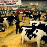 Agribition Dairy Show in 1980. | Facebook/Canadian Western Agribition photo