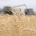 Canadian farmers grew 34.3 million tonnes of wheat in 2024 and are expected to export 25.4 million tonnes to over 80 countries. | File photo
