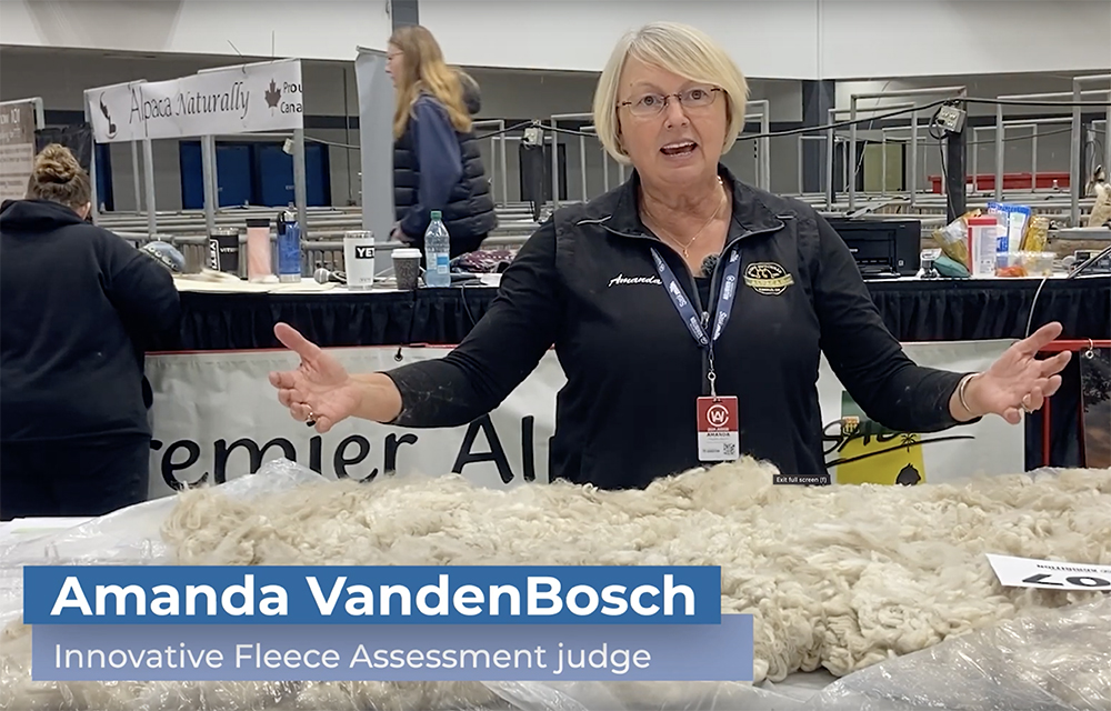 VIDEO: Agribition 2024 debuts innovative fleece assessment