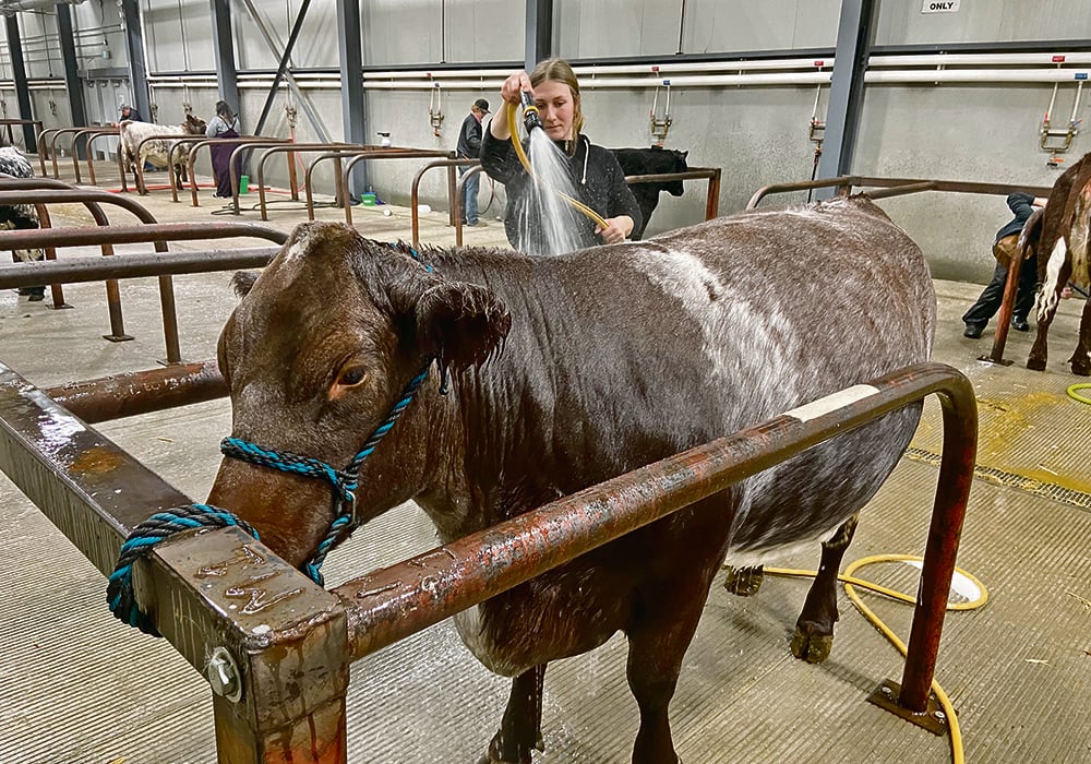 Brynne Yoder from Barrhead, Alta., washes her Shorthorn cow CSC Rose 23K, also known as Hot Dog, at the Canadian Western Agribition.  |  John Greig photo