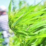 A levy will be collected by hemp buyers and the board of the Canadian Industrial Hemp Promotion Research Agency will decide how to spend the funds. | File photo