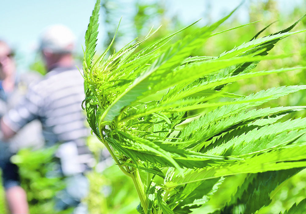A levy will be collected by hemp buyers and the board of the Canadian Industrial Hemp Promotion Research Agency will decide how to spend the funds.  |  File photo