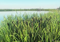 Canada’s farmers are in a good position to respond to new expectation around preserving wetlands, grasslands, soils and natural systems, says a strategist.  | File photo