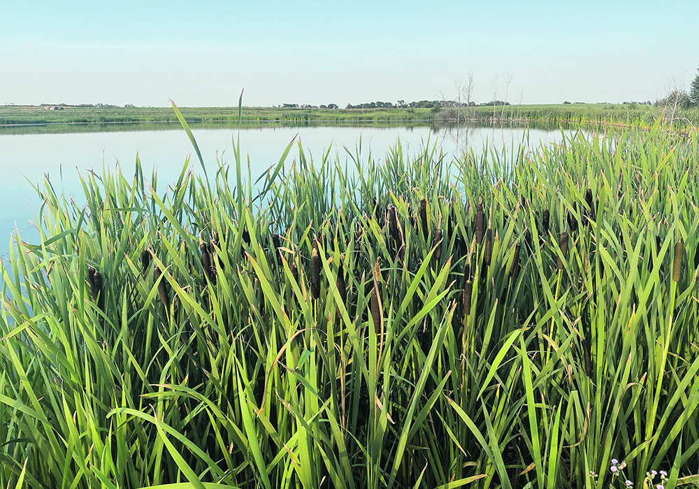 Canada’s farmers are in a good position to respond to new expectation around preserving wetlands, grasslands, soils and natural systems, says a strategist.  | File photo