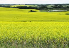 The author argues a strategic plan for agriculture and food trade is needed going into the 2026 CUSMA review. This plan must not trade off one commodity group or region of the country, including canola in Western Canada, to protect others.  |  File photo
