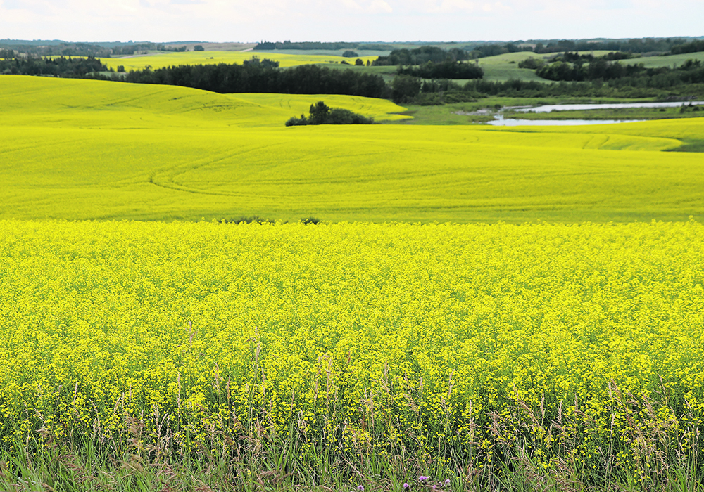 The author argues a strategic plan for agriculture and food trade is needed going into the 2026 CUSMA review. This plan must not trade off one commodity group or region of the country, including canola in Western Canada, to protect others.  |  File photo