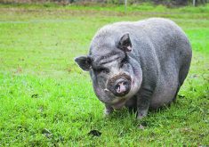 The H5N1 virus was confirmed in a backyard pig in the U.S. in October, heightening concerns as pigs can be infected with both human and bird viruses, which could lead to the formation of new, more dangerous variants. | Getty Images