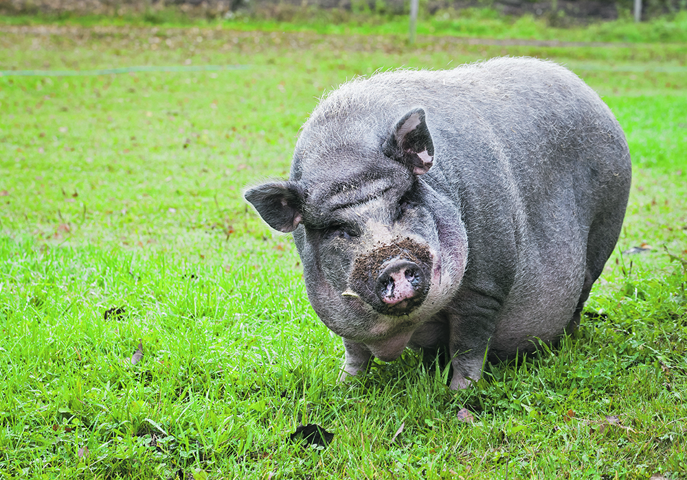 The H5N1 virus was confirmed in a backyard pig in the U.S. in October, heightening concerns as pigs can be infected with both human and bird viruses, which could lead to the formation of new, more dangerous variants. | Getty Images
