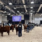 Purebred shows and sales are well underway at Canadian Western Agribition as many breeds began their events yesterday. | Karen Briere photo