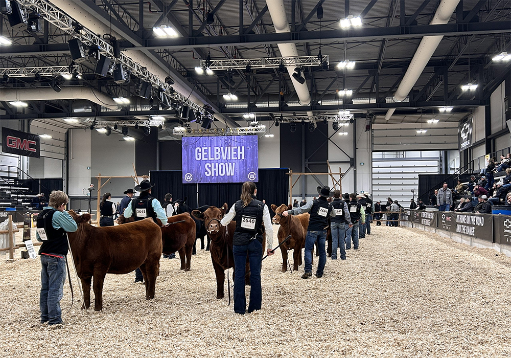 Purebred shows and sales are well underway at Canadian Western Agribition as many breeds began their events yesterday. | Karen Briere photo