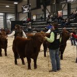 International buyers can watch cattle shows happen in the arena in person or broadcasted online. | Janelle Rudolph photo