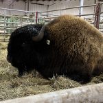 The grand champion bison bull, a Wood cross shown by Shale Creek Bison of Russell, Man., relaxes in its pen at Canadian Western Agribition, unaware that it’s just sold for $10,500 in the national sale. | Karen Briere photo
