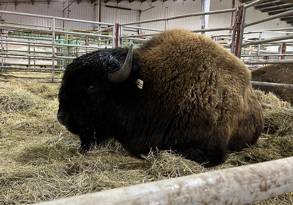 The grand champion bison bull, a Wood cross shown by Shale Creek Bison of Russell, Man., relaxes in its pen at Canadian Western Agribition, unaware that it’s just sold for $10,500 in the national sale. | Karen Briere photo