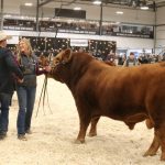 Limousin show judge Craig Wilgenbusch congratulates Terra Boon of B Bar Cattle, who showed B Bar Rainmaker 4K, the grand champion bull in the Limousin show at Canadian Western Agribition. | John Greig photo