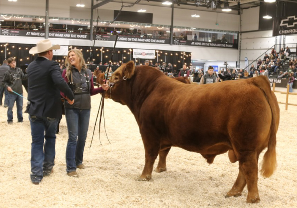 Limousin show judge Craig Wilgenbusch congratulates Terra Boon of B Bar Cattle, who showed B Bar Rainmaker 4K, the grand champion bull in the Limousin show at Canadian Western Agribition. | John Greig photo