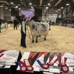 Exhibitors compete for ribbons and banners in the Canadian Western Agribition show ring. | Karen Briere photo
