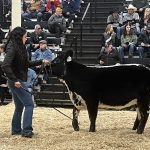 Speckle Park high seller: The high selling lot in the Canadian National Speckle Park sale at Canadian Western Agribition was KFC June 49M from KFC Farms, Abbotsford, B.C. The heifer calf sold for $16,000 to Adelia Farms of Climax, Sask. | Karen Briere photo