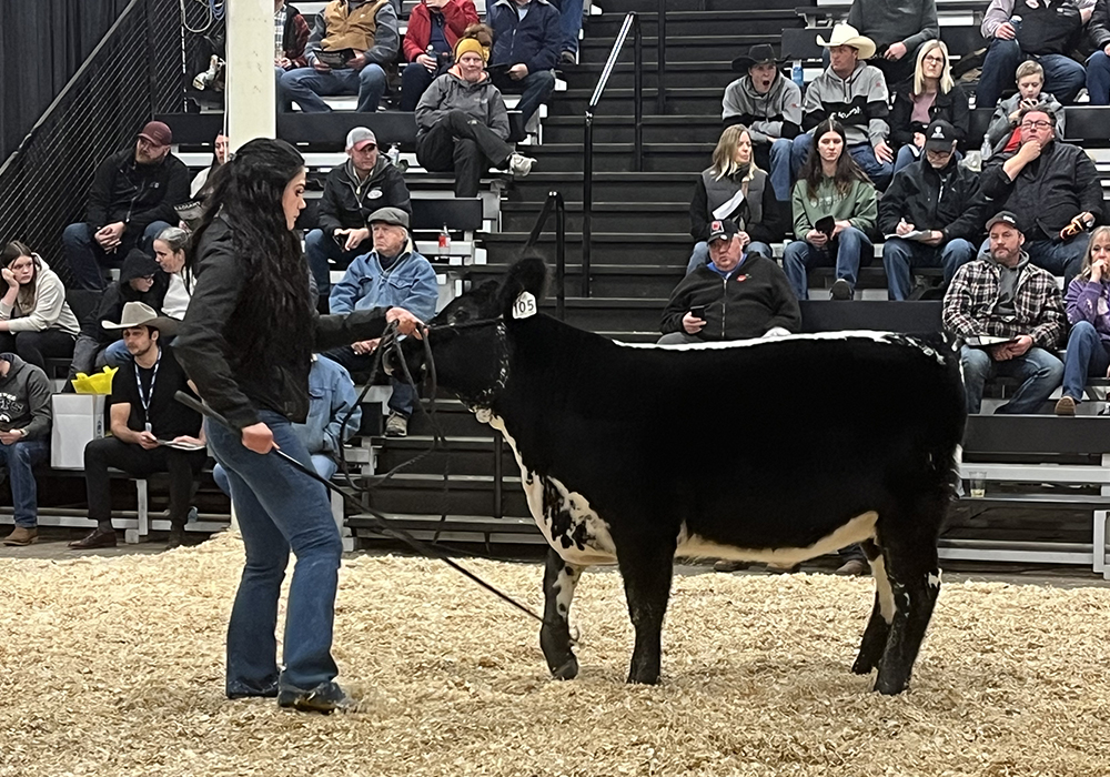 Speckle Park high seller: The high selling lot in the Canadian National Speckle Park sale at Canadian Western Agribition was KFC June 49M from KFC Farms, Abbotsford, B.C. The heifer calf sold for $16,000 to Adelia Farms of Climax, Sask. | Karen Briere photo