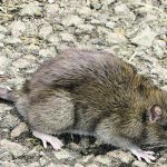 The Norway rat is considered a pest species in Alberta, which means it must be exterminated. Norway rats often enter the province overland. | Alberta Invasive Species Council photo