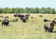 Manitoba Liquor & Lotteries will contribute $72,300 to the non-profit Grassland Stewardship Agreements project to offset some of the Crown agency’s carbon emissions.  |  Richie Bison photo