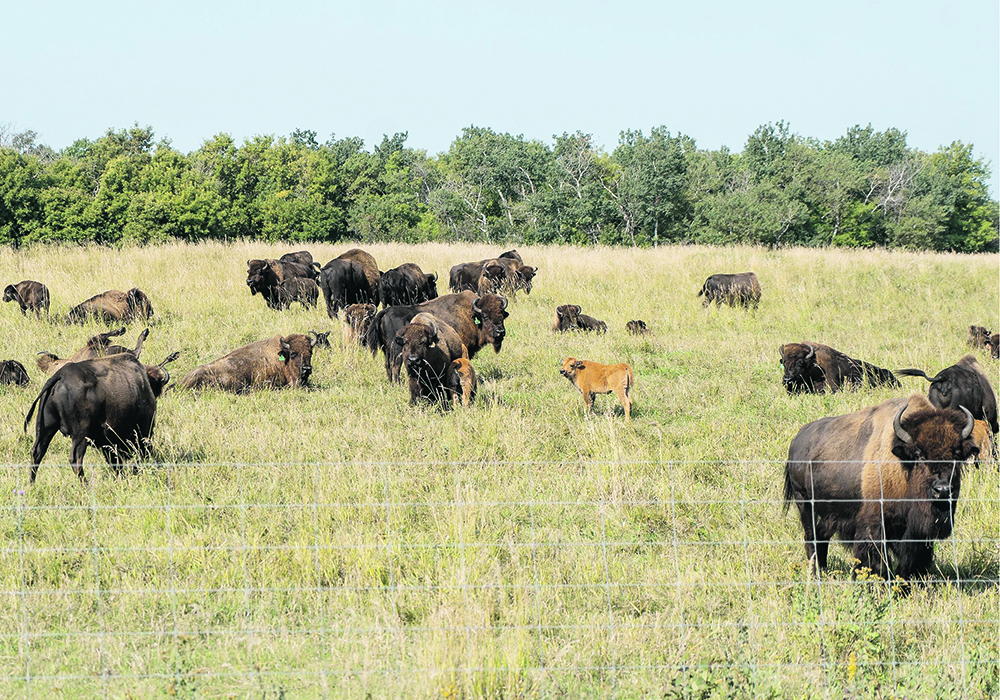 Manitoba Liquor & Lotteries will contribute $72,300 to the non-profit Grassland Stewardship Agreements project to offset some of the Crown agency’s carbon emissions.  |  Richie Bison photo