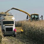 High levels of mycotoxin has been detected in cattle feed this year, particularly in corn silage. In Manitoba corn silage showed 100 per cent prevalence of zearalenone and DON was present in 64 per cent of samples, according to the Alltech 2024 Canadian Harvest Analysis. | File photo