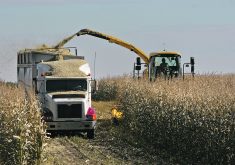 High levels of mycotoxin has been detected in cattle feed this year, particularly in corn silage. In Manitoba corn silage showed 100 per cent prevalence of zearalenone and DON was present in 64 per cent of samples, according to the Alltech 2024 Canadian Harvest Analysis.  |  File photo