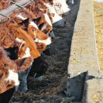Cows that eat corn with the Enogen trait are about five per cent more feed efficient. | File photo