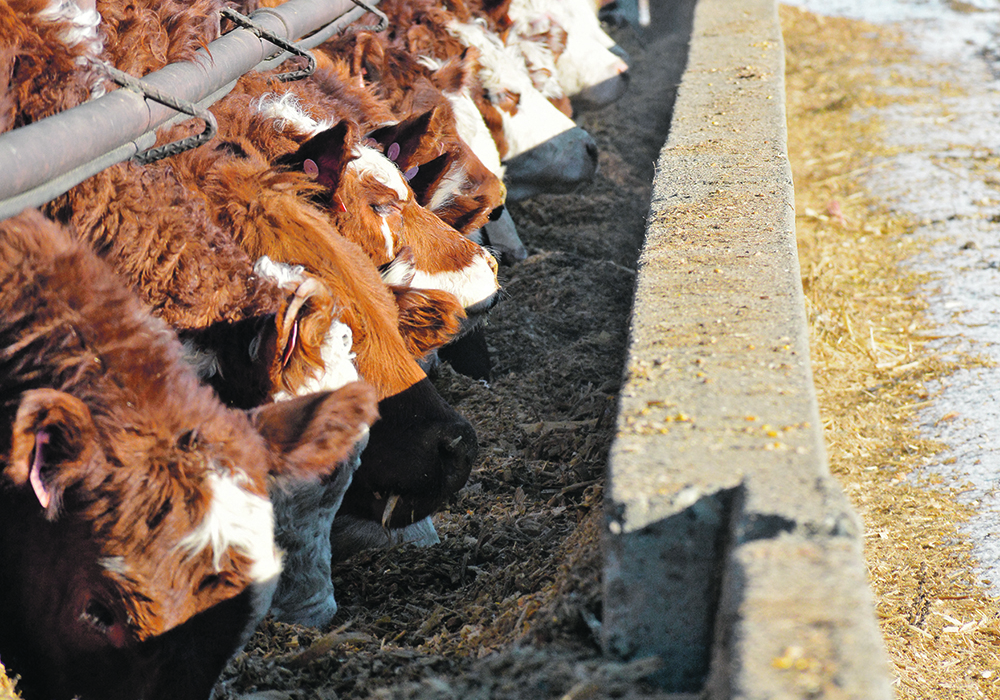 Cows that eat corn with the Enogen trait are about five per cent more feed efficient.  |  File photo
