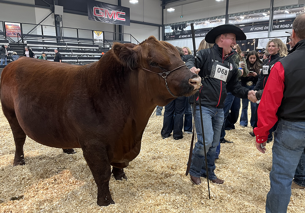 Beef Supreme winner Red Wilbar Hennessy 3K, owned by Wilbar Cattle Co, Dundurn, Sask. and Rohrich Cutting Edge Ranch from North Dakota is shown by Bryan Willms from Wilbar. | Karen Briere photo