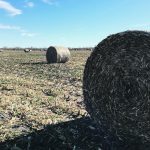 Corn stover round bales on a farm in Manitoba’s Interlake. Corn stover will be one of the ag byproducts a U.S. company will use to produce zero- or low-emission sustainable aviation fuel. | Judy Billingham photo