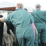 Producers can also tackle other animal health tasks when preg-checking, which can be helpful especially when winter’s coming. | File photo