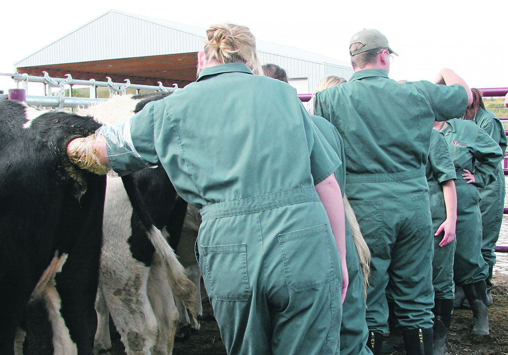 Producers can also tackle other animal health tasks when preg-checking, which can be helpful especially when winter’s coming. |  File photo