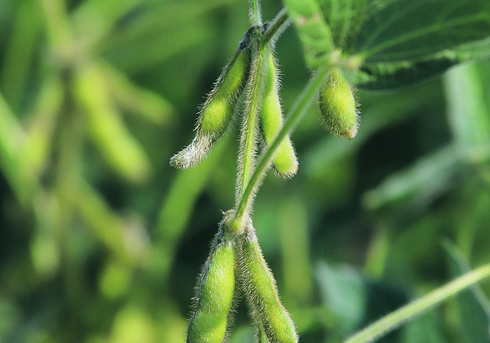 China’s Ministry of Agriculture and Rural Affairs 2021-25 five-year plan set a target of boosting production of soybeans to 23 million tonnes by 2025, according to Dim Sums, an anonymous blog about China’s agricultural economy. | File photo