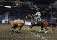 Cassidy Cairns ropes a steer Nov. 28 during the ranch rodeo at Canadian Western Agribition. His team finished second overall. | Melissa Jeffers-Bezan photo