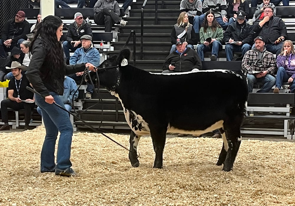 The high selling lot in the Canadian National Speckle Park sale at Canadian Western Agribition was KFC June 49M from KFC Farms in Abbotsford, B.C. The heifer calf sold for $16,000 to Adelia Farms of Climax, Sask. | Karen Briere photo