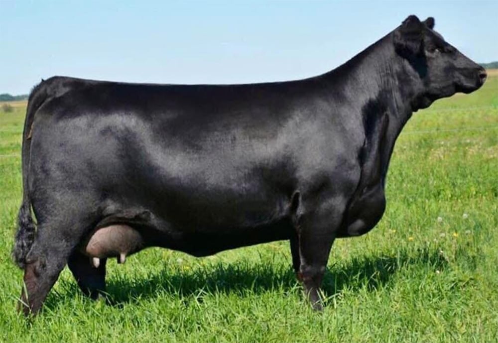 Bar E-L Erica 74A's reputation, particularly at Agribition, is so strong she didn't have to be there for the right to flush her to top the sale. | Screencap via Facebook/Blairs.Ag Cattle Company