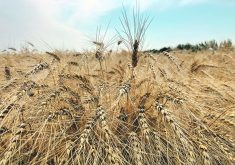 Increased exports from Argentina and Australia and fund selling have been the primary drivers of the decline in wheat prices during the past month.  |  File photo