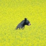Canola prices in Australia and Europe have risen by 20 per cent since early spring, and multi-month peaks have also been seen in China and Canada. | File photo
