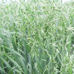 Eighty-three per cent of Canada’s oat exports have gone to the United States over the past five years, giving Canada a 97 per cent share of that market. | File photo