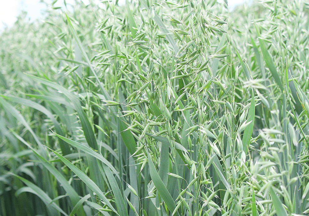 Eighty-three per cent of Canada’s oat exports have gone to the United States over the past five years, giving Canada a 97 per cent share of that market.  |  File photo