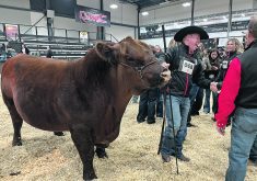 Bryan Willms from Wilbar Cattle Co. of Dundurn, Sask., leads Red Wilbar Hennessy 3K after it was named Supreme bull at Canadian Western Agribition last week in Regina. The bull is owned by Wilbar and Rohrich Cutting Edge Ranch from North Dakota. | Karen Briere photo
