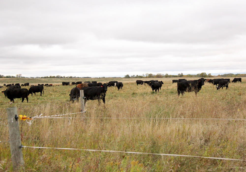 Cattle grazing in Manitoba